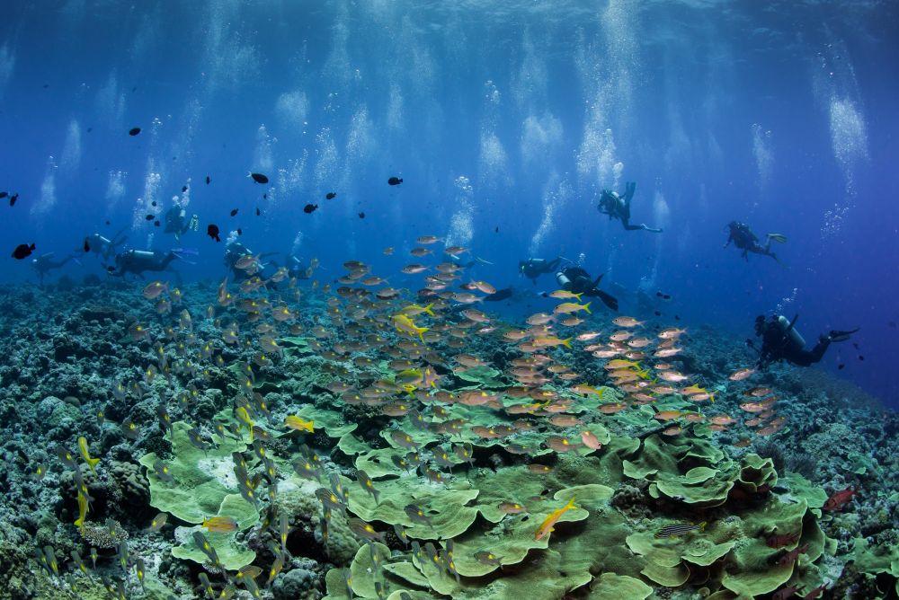 Kamu Hobi Diving Kunjungi 6 Lokasi Wisata Diving Terbaik Di Dunia, Indonesia Ada Loh! 6