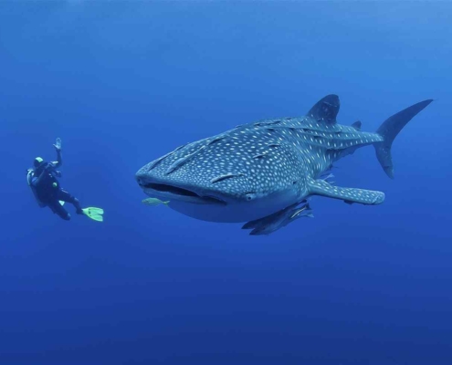 Kapan Lagi Bisa Berenang Bersama Hiu Tutul Di Bawah Laut Kalimantan Timur