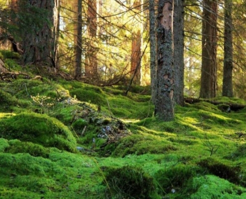 5 Taman Nasional Swedia Yang Dapat Membuatmu Terpesona 2
