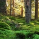 5 Taman Nasional Swedia Yang Dapat Membuatmu Terpesona 2