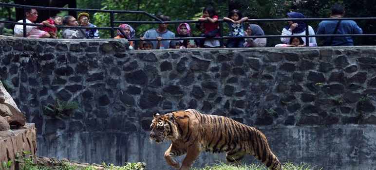 Kebun Binatang Bandung Alami Kerugian Rp 1,5 Miliar Hanya Dalam 10 Hari 2