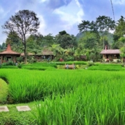 Sawah Segar Sentul Tawarkan Hidangan Lezat Bersama Pemandangan Tiada Duanya