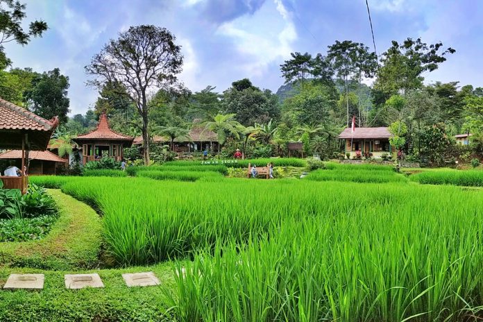 Sawah Segar Sentul Tawarkan Hidangan Lezat Bersama Pemandangan Tiada Duanya