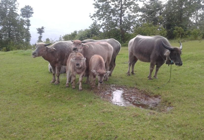 5 Spot Foto Keren Yang Ada Di Destinasi Wisata Garut Buffalo Hill 2