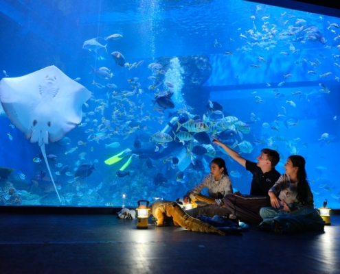 Jakarta Aquarium Kembali Beralih Ke Virtual Karea PPKM Darurat