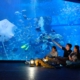 Jakarta Aquarium Kembali Beralih Ke Virtual Karea PPKM Darurat