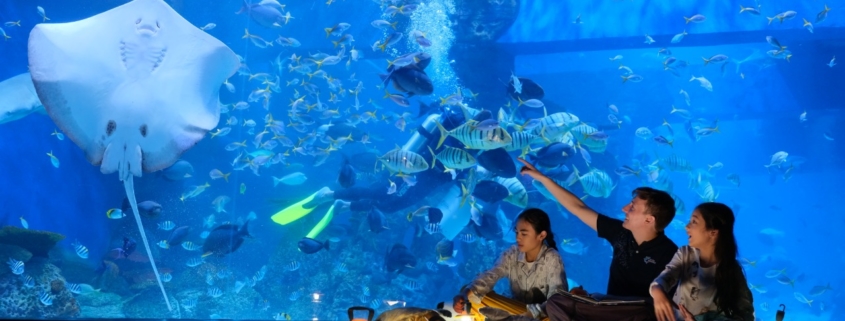 Jakarta Aquarium Kembali Beralih Ke Virtual Karea PPKM Darurat