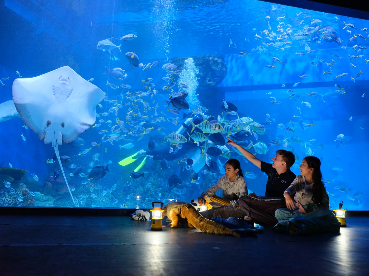 Jakarta Aquarium Kembali Beralih Ke Virtual Karea PPKM Darurat