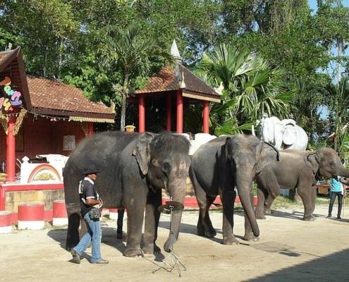 Menjelajahi Kehidupan Satwa Dunia di 5 Kebun Binatang Thailand Paling Terkenal !