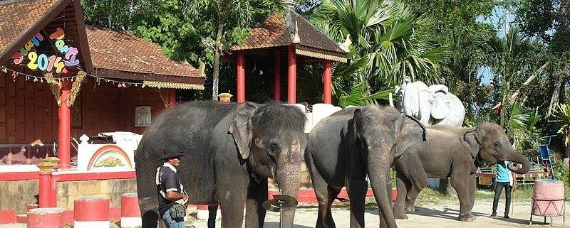 Menjelajahi Kehidupan Satwa Dunia di 5 Kebun Binatang Thailand Paling Terkenal !