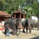 Menjelajahi Kehidupan Satwa Dunia di 5 Kebun Binatang Thailand Paling Terkenal !