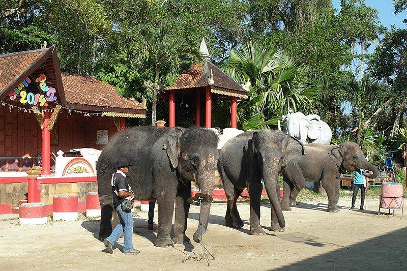 Menjelajahi Kehidupan Satwa Dunia di 5 Kebun Binatang Thailand Paling Terkenal !