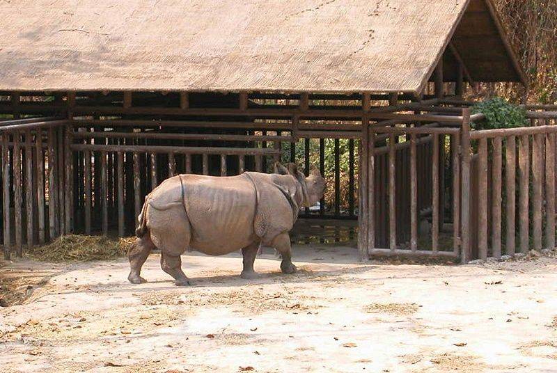 Menjelajahi Kehidupan Satwa Dunia di 5 Kebun Binatang Thailand Paling Terkenal ! 2