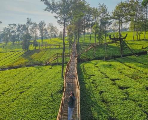 5 Kebun Teh Wonosobo Terpopuler Tawarkan Pemandangan Yang Sangat Mempesona 3