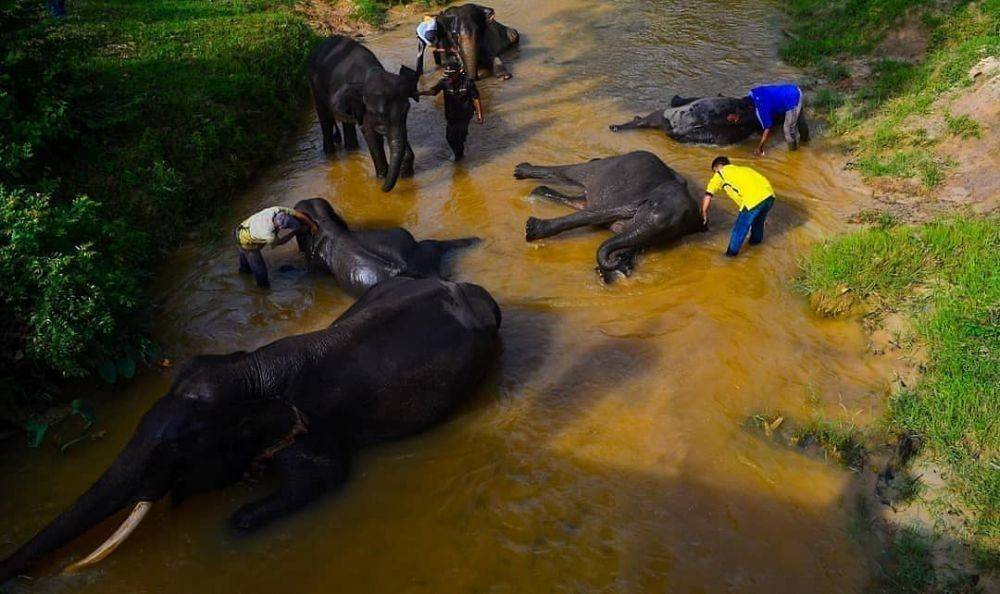 6 Destinasi Wisata Melihat Gajah Liar yang Menggemaskan di Indonesia 2