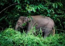 6 Destinasi Wisata Melihat Gajah Liar yang Menggemaskan di Indonesia