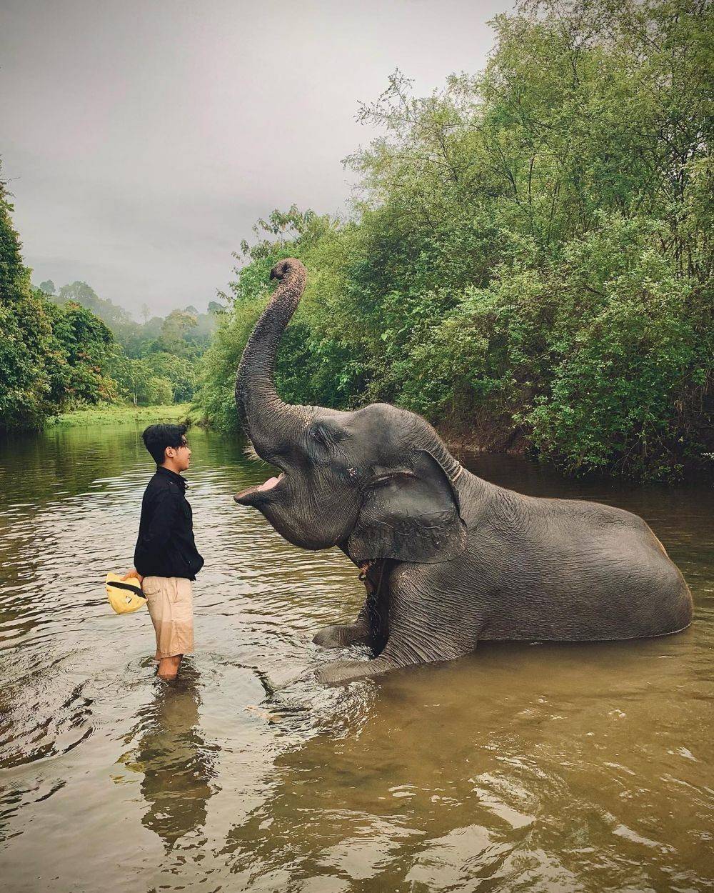 6 Destinasi Wisata Melihat Gajah Liar yang Menggemaskan di Indonesia 3