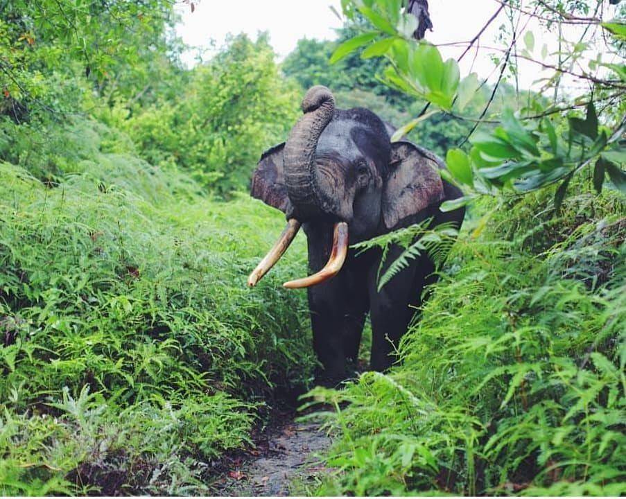 6 Destinasi Wisata Melihat Gajah Liar yang Menggemaskan di Indonesia 4