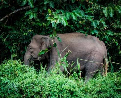 6 Destinasi Wisata Melihat Gajah Liar yang Menggemaskan di Indonesia