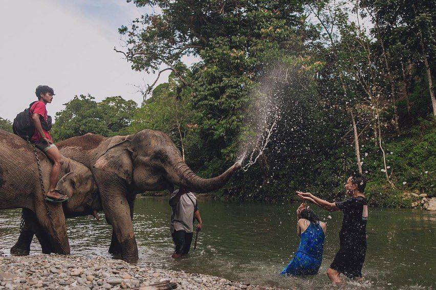 6 Destinasi Wisata Melihat Gajah Liar yang Menggemaskan di Indonesia 5