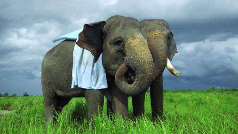 6 Destinasi Wisata Melihat Gajah Liar yang Menggemaskan di Indonesia 6