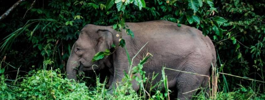 6 Destinasi Wisata Melihat Gajah Liar yang Menggemaskan di Indonesia