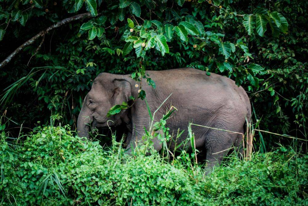 6 Destinasi Wisata Melihat Gajah Liar yang Menggemaskan di Indonesia